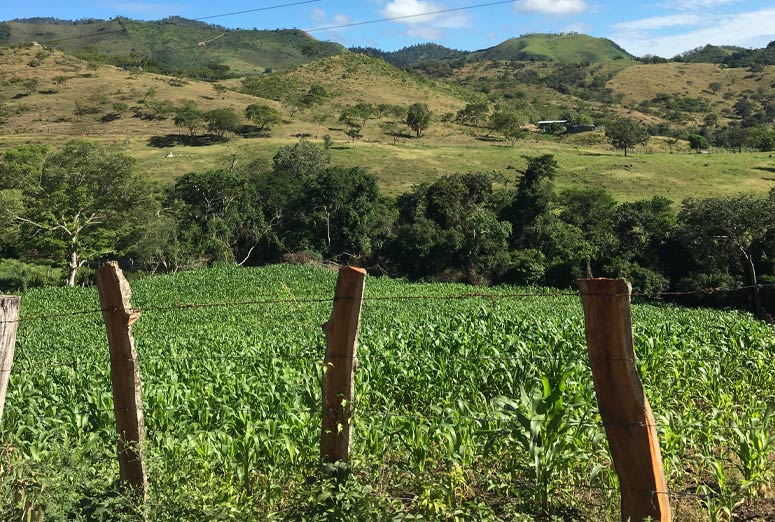 Living Hope For Honduras farm, which grows a variety of crops.